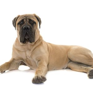 kutyafajta k&eacute;pekkel bull Bullmasztiff