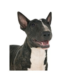 Bullterrier