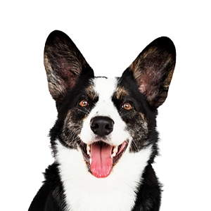 Cardigan welsh corgi