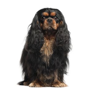 Cavalier King Charles sp&aacute;niel