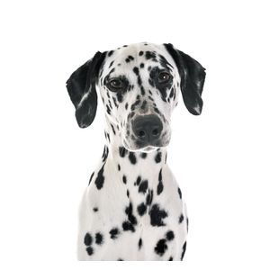 Dalmata