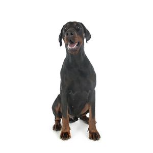 Dobermann
