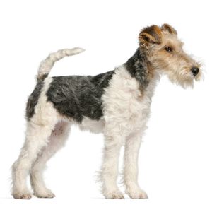 Dr&oacute;tszőrű foxterrier