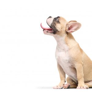 Francia bulldog