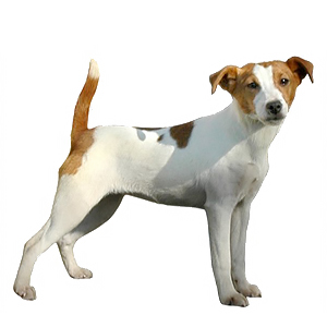 Jack Russel-terrier