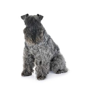 Kerry blue terrier