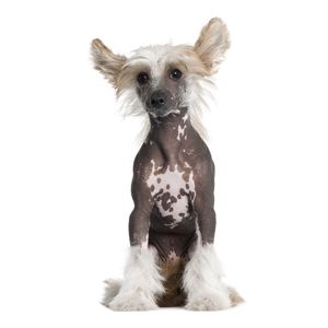 K&iacute;nai meztelenkutya