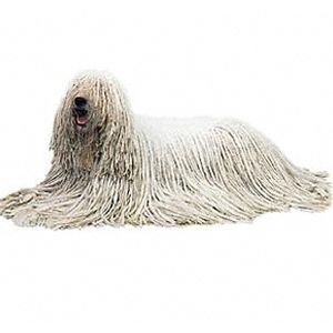 Komondor