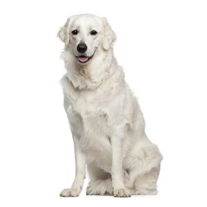 Kuvasz