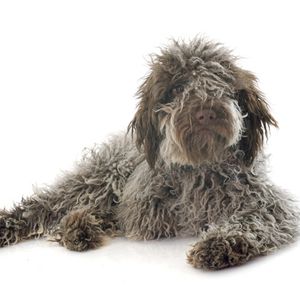 Lagotto romagnolo