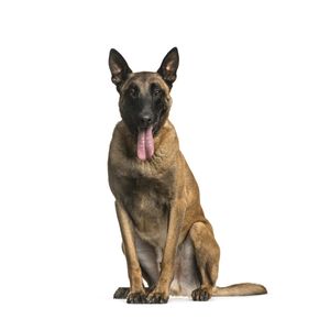 Malinois
