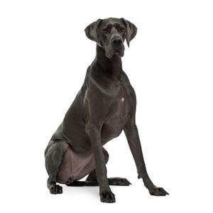 n&eacute;met kutyafajt&aacute;k