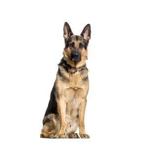 N&eacute;met juh&aacute;szkutya