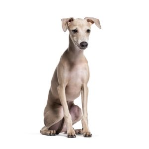 kutyafajta kereső olasz ag&aacute;r