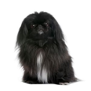 Pekingi palotapincsi