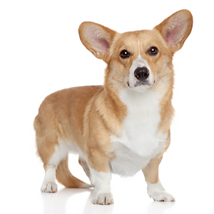 Pembroke welsh corgi