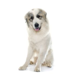 Pireneusi hegyikutya