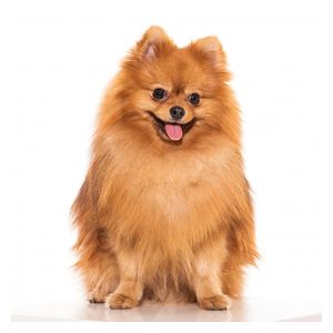 Pomer&aacute;niai t&ouml;rpespicc