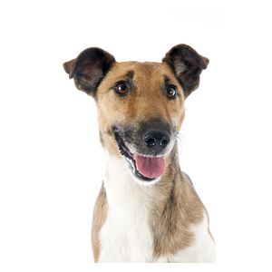 Simaszőrű foxterrier