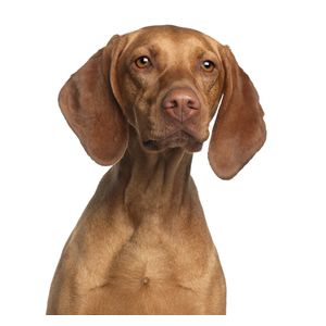 Magyar vizsla