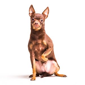 Orosz toy terrier