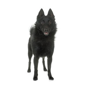 Schipperke