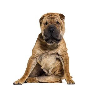 Shar pei