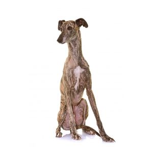 kutyafajta kereső spanyol ag&aacute;r