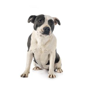 Staffordshire bullterrier