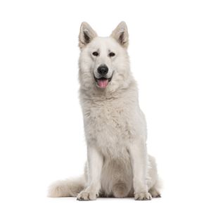 Sv&aacute;jci feh&eacute;r juh&aacute;szkutya