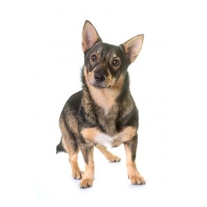 Sv&eacute;d juh&aacute;szkutya vagy sv&eacute;d vallhund