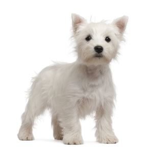 West highland white terrier, azaz westie