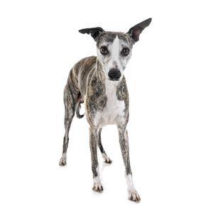 kutyafajta kereső whippet