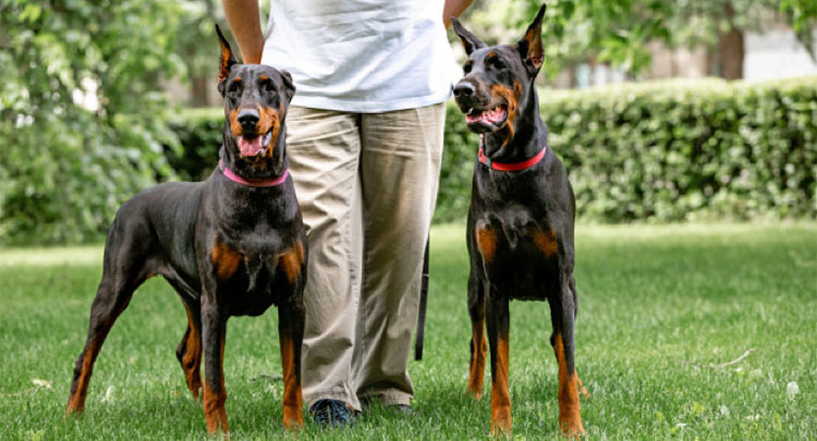 okos kutyafajta dobermann