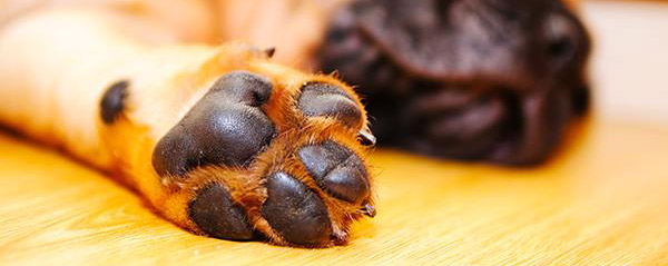 Ne feledkezz&uuml;nk meg a mancsok v&eacute;delm&eacute;ről!