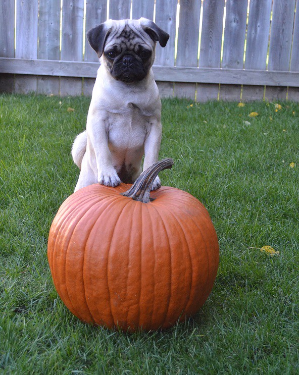 sutőt&ouml;k halloween kutya