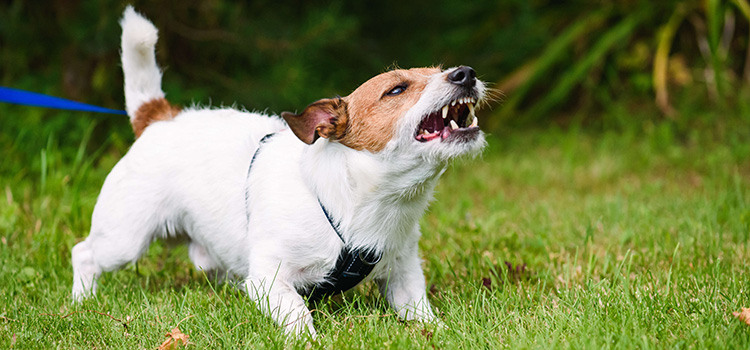 Agressz&iacute;v, v&eacute;dekező kutya