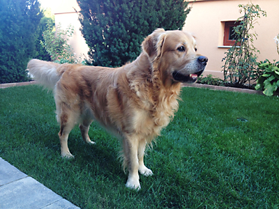 Lachout Klaudia &eacute;s Golden Retriverje, Alex