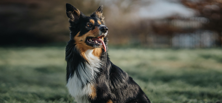 Kutyat&aacute;p rendel&eacute;s