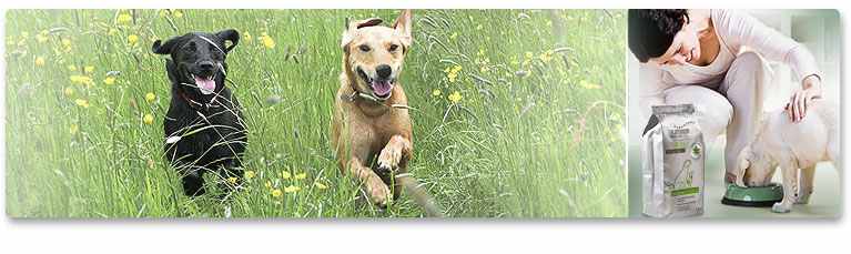 Eg&eacute;szs&eacute;ges &eacute;trend kuty&aacute;ink sz&aacute;m&aacute;ra