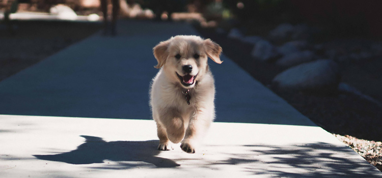 K&ouml;ly&ouml;k kutyat&aacute;p rendel&eacute;s