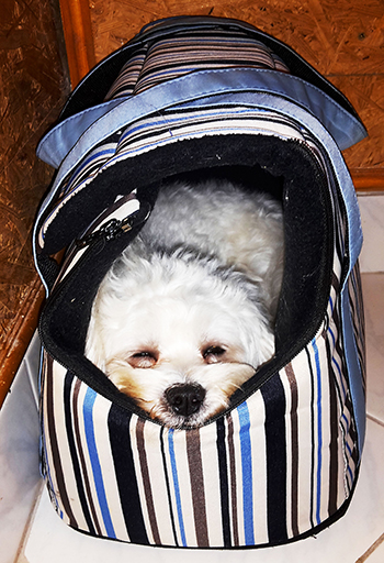 Erika &eacute;s Toby v&eacute;lem&eacute;nye a PLATINUM kutyat&aacute;pr&oacute;l