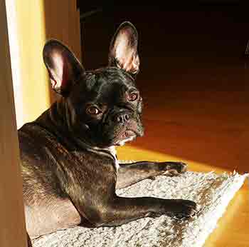 Gamauf Orsi &eacute;s M&aacute;lna v&eacute;lem&eacute;nye a PLATINUM kutyat&aacute;pr&oacute;l