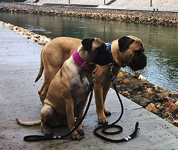 R&oacute;th S&aacute;ndor v&eacute;lem&eacute;nye a PLATINUM kutyat&aacute;pr&oacute;l