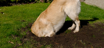 Így szoktassuk le a kutyát a kertben való ásásról