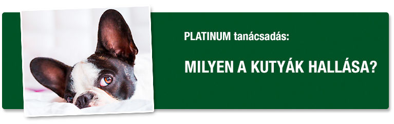 Milyen a kuty&aacute;k hall&aacute;sa? Hogy műk&ouml;dik?