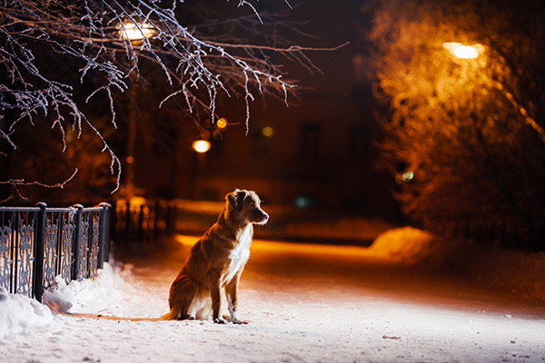 Szilveszteri tippek - elveszett kutya