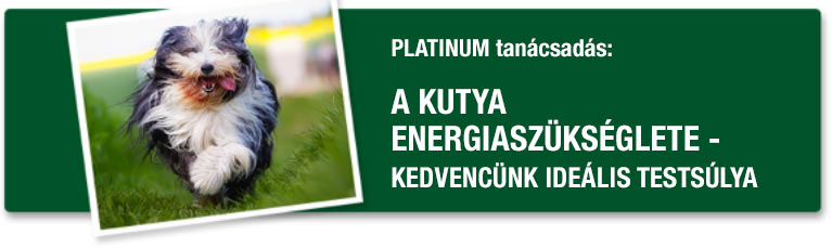 PLATINUM tanácsadás - A kutya energiaszükséglete - ideális testsúlya